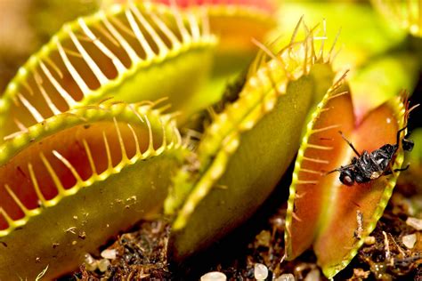 What do vegans think about Venus fly traps